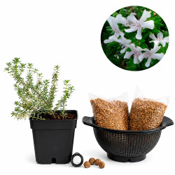 Westringia | Bonsai Zero...