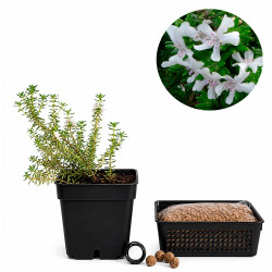 Westringia | Bonsai Zero...