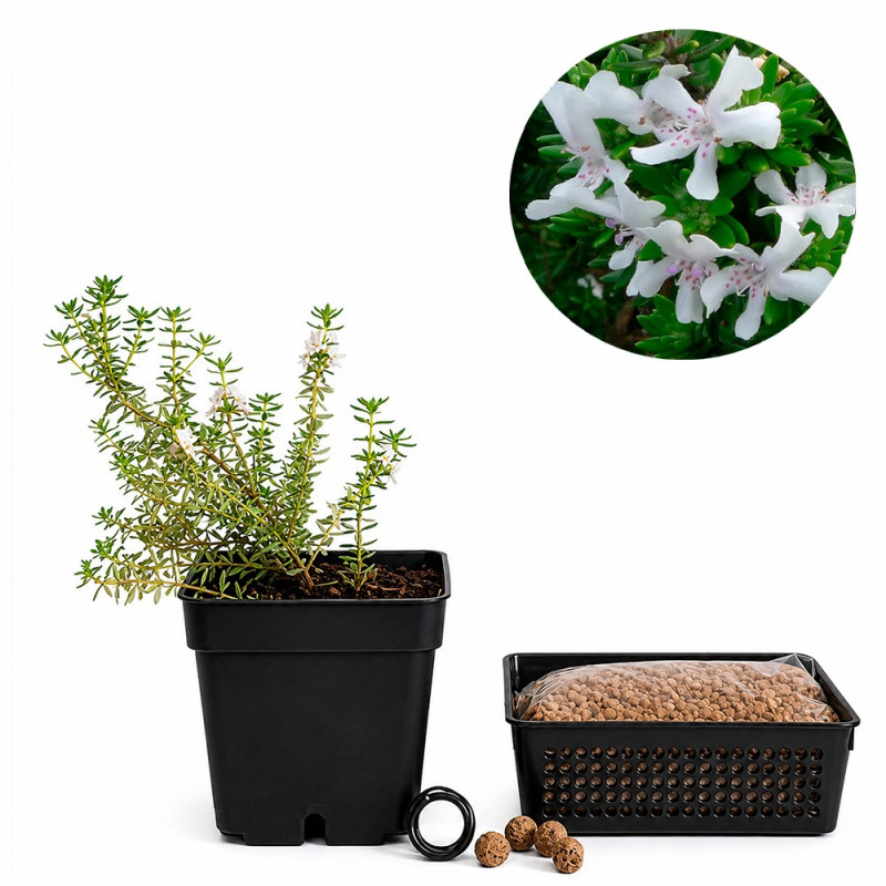 Westringia | Bonsai Zero URBANO