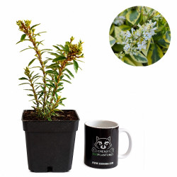 Euonymus Alatus Variegata