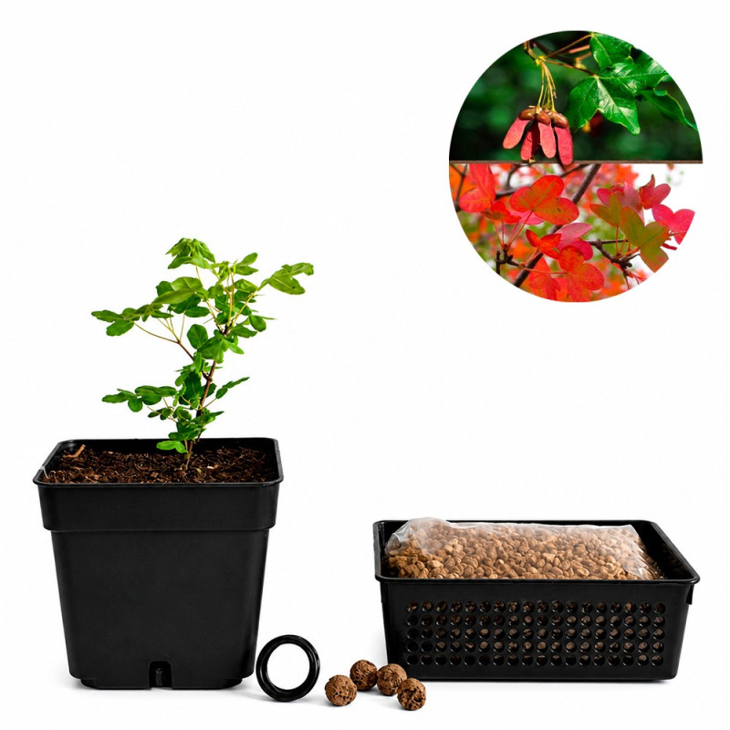 Arce de Montpellier | Bonsai Zero URBANO