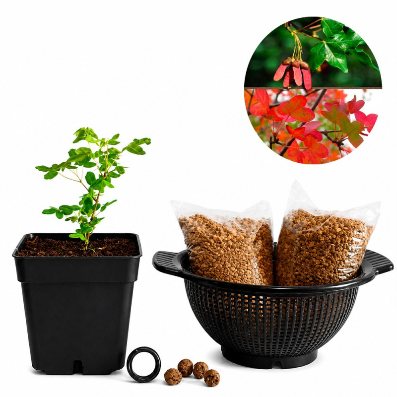 Arce de Montpellier | Bonsai Zero colador REDONDO