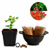 Arce de Montpellier | Bonsai Zero colador REDONDO