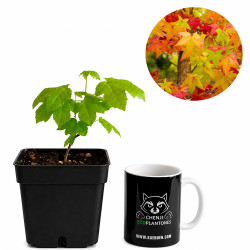 Liquidambar