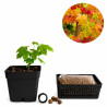 Liquidambar | Bonsai Zero URBANO