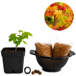 Liquidambar | Bonsai Zero...