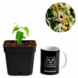 Celtis Australis