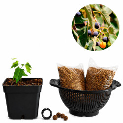 Celtis Australis | Bonsai...