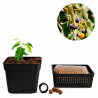Celtis Australis | Bonsai Zero URBANO