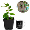 Ficus Coronata
