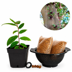 Ficus Coronata | Bonsai...