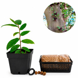 Ficus Coronata | Bonsai...