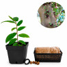 Ficus Coronata | Bonsai Zero URBANO
