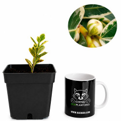 Ficus Moclame variegado en...