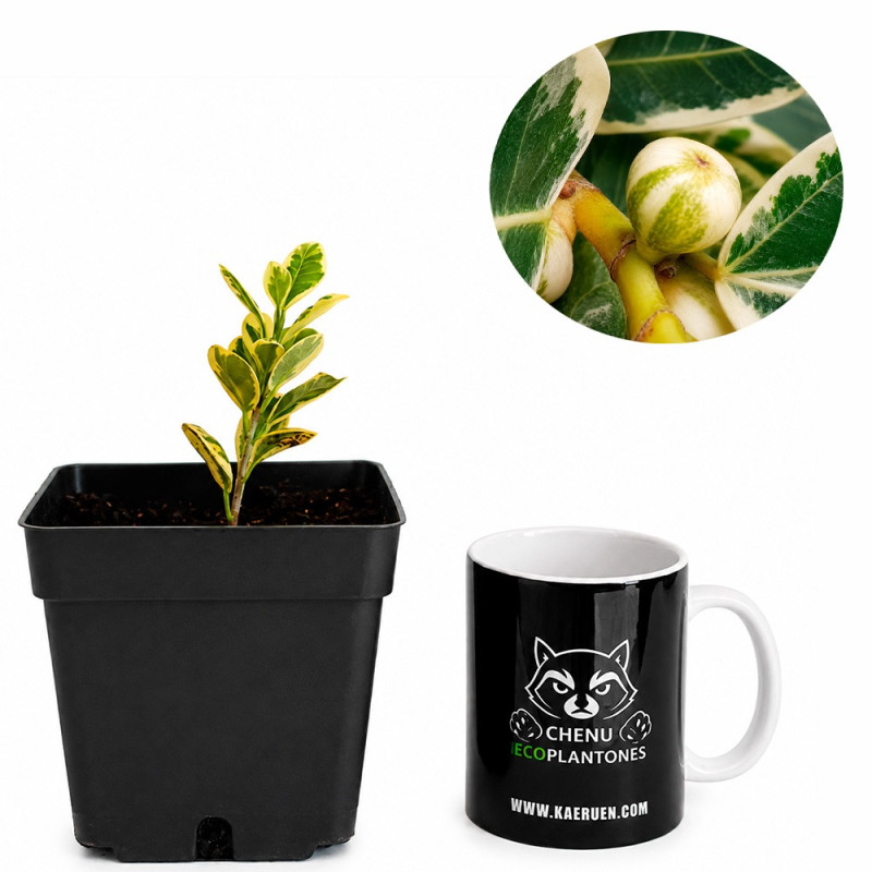 Ficus Moclame variegado en Blanco