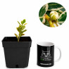 Ficus Moclame variegado en Blanco