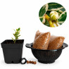 Ficus Moclame variegado en Blanco | Bonsai Zero colador REDONDO