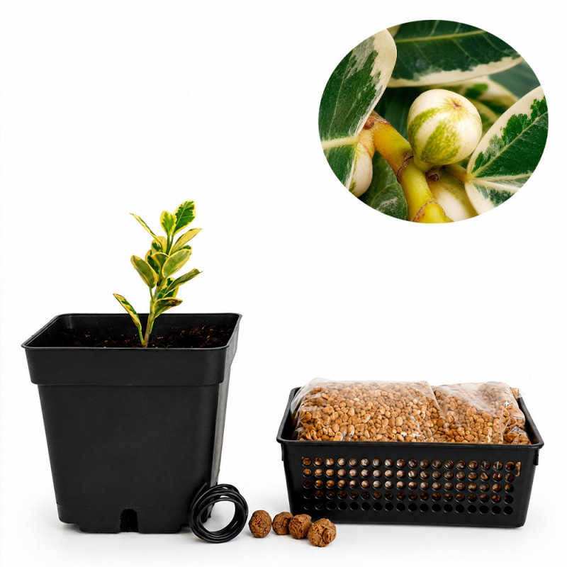 Ficus Moclame variegado en Blanco | Bonsai Zero URBANO