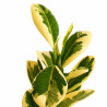 Ficus Moclame variegado en Blanco | Bonsai Zero URBANO