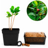 Ficus moclame | Bonsai Zero URBANO