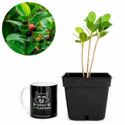 Ficus moclame