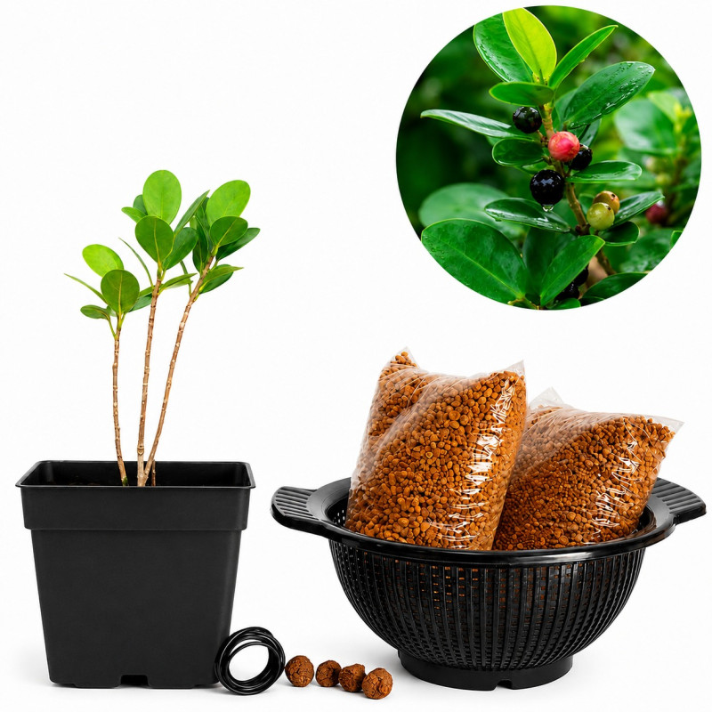 Ficus Moclame | Bonsai Zero colador REDONDO
