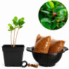 Ficus Moclame | Bonsai Zero colador REDONDO