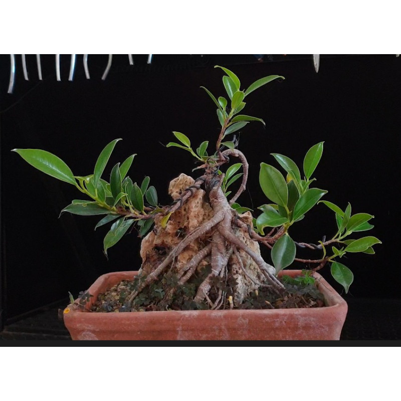 Ficus Roca 8255619