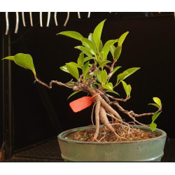 Ficus neagari 8255267