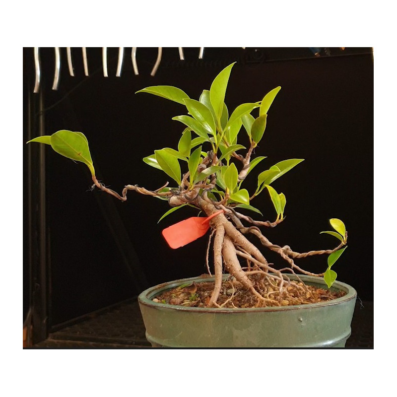 Ficus neagari 8255267