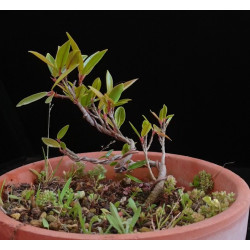 Ficus Neriifolia 8255611