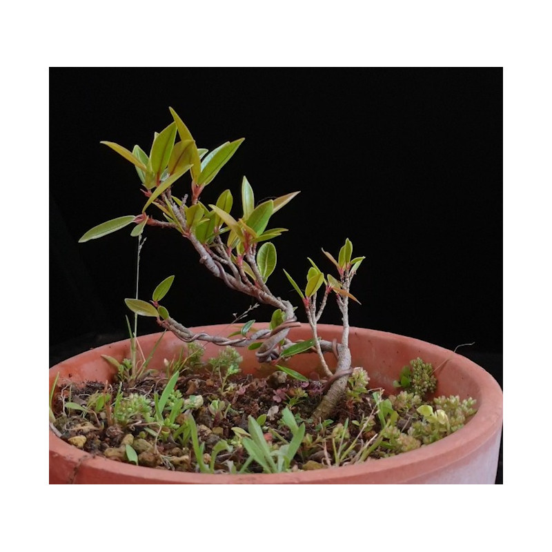 Ficus Neriifolia 8255611