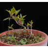 Ficus Neriifolia 8255611