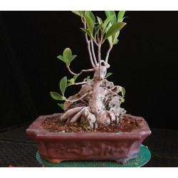 Ficus Roca en maceta Erin...