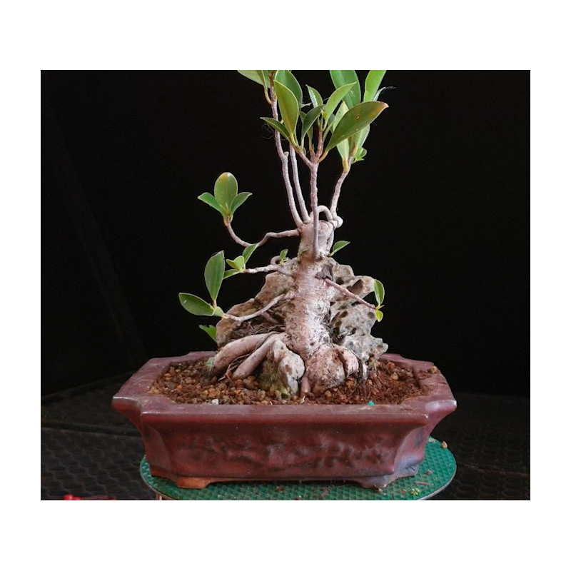 Ficus Roca en maceta Erin Potteri 8255629