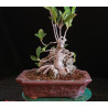 Ficus Roca en maceta Erin Potteri 8255629