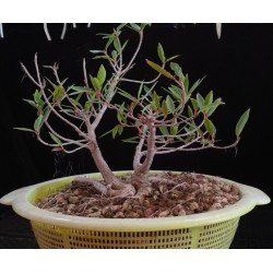 Ficus Neriifolia en colador...