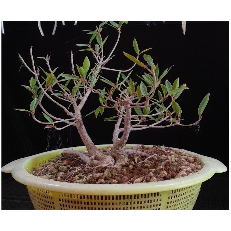 Ficus Neriifolia en colador 8255621