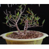 Ficus Neriifolia en colador 8255621