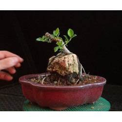 Ficus Roca 8255552