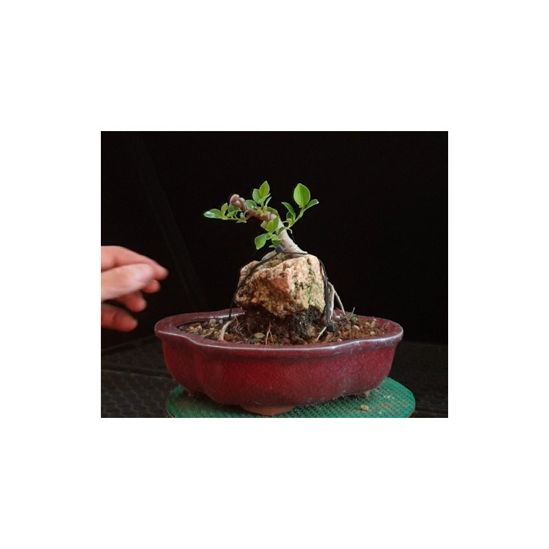 Ficus Roca 8255552