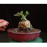 Ficus Roca 8255552
