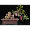 Ficus Nitida cascada en roca 8255551