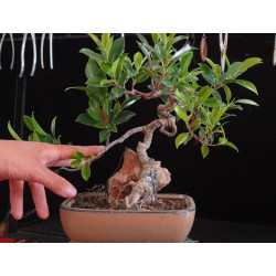 Ficus Roca 8255608