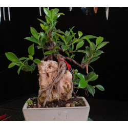 Ficus Roca 8255601