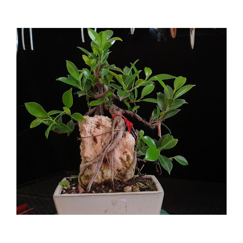 Ficus Roca 8255601