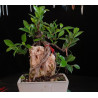 Ficus Roca 8255601