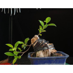 Ficus Roca maceta azul +...