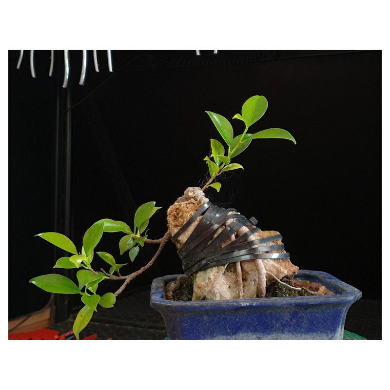 Ficus Roca maceta azul + bridas SIN ETIQUETA