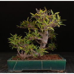 Ficus Neriifolia de acodo...